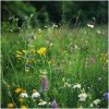 Margatétková kvetinová lúka - Planta Naturalis - osivo lúčnych kvetov - 40 g
