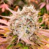 Delicious Seeds - Dark Lemonade Auto 3 ks - Semená neobsahujú THC.