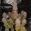 Pure Instinto - Sticky Gorilla #4 3 ks - semená neobsahujú THC