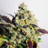 Doctor´s Choice Seeds DC Kush Photo Feminized 3 pcs