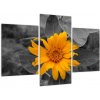 Obraz oranžového kvetu (Obraz 90x60cm)