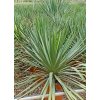 Yucca gloriosa v celkovej výške 40-60 cm