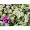 Hluchavka škvrnitá Beacon Silver - Lamium maculatum, kont. 0,5 l