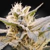 Paradise Seeds CBDelight semena neobsahují THC 10 ks