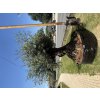 Olea Europaea - olivovník 280-320cm celková výška (obvod kmeňa 180-220cm, výška kmeňa 140cm)