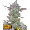 Fast Buds Semená kanabisu Gorilla Cookies Auto 100 ks