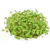 Toraf Microgreens semínka na klíčky - Hořčice černá 20 g