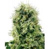 White Label Pure Power Plant semena neobsahují THC 10 ks