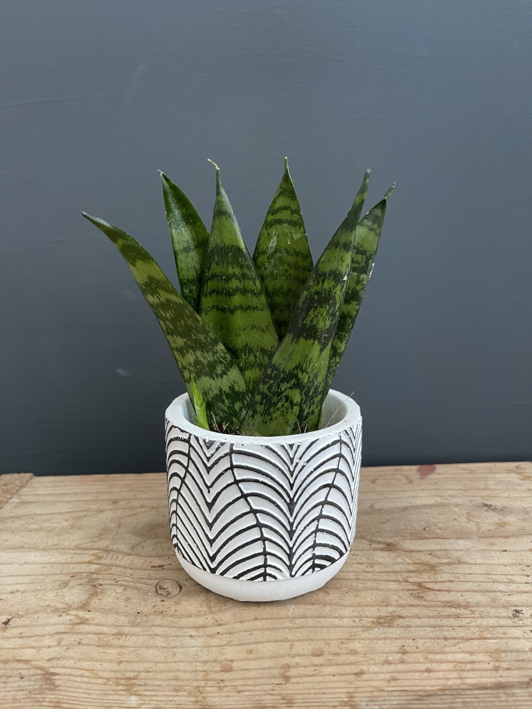 Sansevieria Svokrine jazyky Zeylanica Fan baby