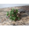 Chic Antique Vianočná zelená vetvička so šiškami Fir Branch - 30cm - Chic Antique