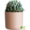 Gardenico Kvetináč Lora ružová, 22 cm