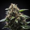 Vision Seeds - Amnesia Haze Auto 3 ks - Semená neobsahujú THC