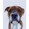 Diamondi Diamantové maľovanie PSÍ POHĽAD 40 x 50 cm vypnuté plátno na rám