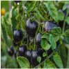 Paradajka Indigo Blue Berries - Solanum lycopersicum - semená paradajky - 7 ks