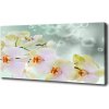 Foto obraz na plátne Biela orchidea 100x50 cm