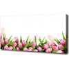 Foto obraz canvas Ružové tulipány 100x50 cm