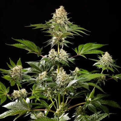 Kannabia Seeds Sunset Sherbet Go Fast semienka neobsahujú THC 25 ks