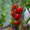 Paradajka Gardeners Delight - Solanum lycopersicum - semená - 10 ks