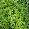 Ženšen päťlistý - Gynostemma pentaphyllum - semená ženšena - 7 ks