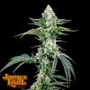 James Loud Genetics - OG Kush Auto F4 IBL 3 ks - Semená neobsahujú THC