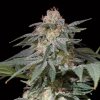 Silent Seeds Semená kanabisu Lemon Tree Fast By Lemon Tree Feminized 5 ks