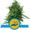 Royal Queen seeds Solomatic CBD neobsahují THC 10 ks