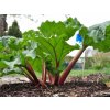 Rebarbora vlnitá - Rheum Rhubarb, kont. 1 l