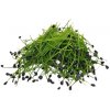 TINY GREENS Pór - BIO semienka na klíčenie a microgreens