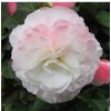 Begónia Nonstop F1 Appleblossom - Begonia tuberhybrida - semená - 20 ks