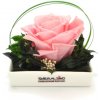 Dita Light pink - svetlo ružová (1x premium stabilizovaná 