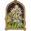 Exotic Biscotti - feminizované semená, 3 ks, Exotic Seeds