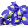 DIMEX fototapeta Iris MS-3-0149 - 225 x 250 cm (150g VLIES - LEPIDLO ZADARMO)