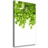 Vertikálny foto obraz canvas Koruna stromov 50x100 cm