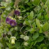 Kobea šplhavá fialová - Cobaea scandens - semená - 7 ks