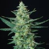 Buddha Seeds Vesta Auto 1 ks Semená neobsahujú THC