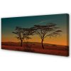 Obraz canvas oblohy stromu 100x50 cm