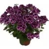 Pelargonium grandiflorium Black Beauty 30cm