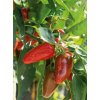 Tradičné osivá - Chilli Paprika – Jalapeno M (red) ( Capsicum annuum L.)