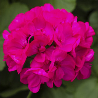 SemenaOnline Muškát pásikavý vzpriamený Nekita F1 Deep Rose Pelargonium zonale semená 4 ks