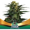 BSF Seeds - Green Tiger Fast Version 2 ks - Semená neobsahujú THC