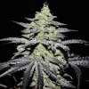 Delicious Seeds Gr-Ape semienka neobsahujú THC 1 ks