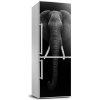 Nálepka fototapeta chladnička Africký slon 60x180 cm