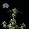 Seedsman Peyote Zkittlez neobsahuje THC 5 semen