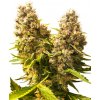 Sensi Seeds Banana Kush Cake Automatic neobsahuje THC 5 ks