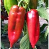 Paprika ročná Rafaelus F1 - kápia - Capsicum annuum - predaj semien - 9 ks