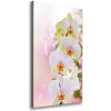 Vertikálny foto obraz na plátne Biela orchidea 50x100 cm
