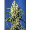 Green Poison CBD - Sweet Seeds Balenie: 3ks