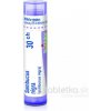 Sambucus Nigra gra.1 x 4 g 30CH
