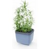 Gusta Garden HERBS BUDDY samozavlažovací kvetináč antracitový GG-123F10