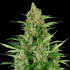 Sensi Seeds Research Double Kush Cake Automatic semena neobsahuji THC 3 ks